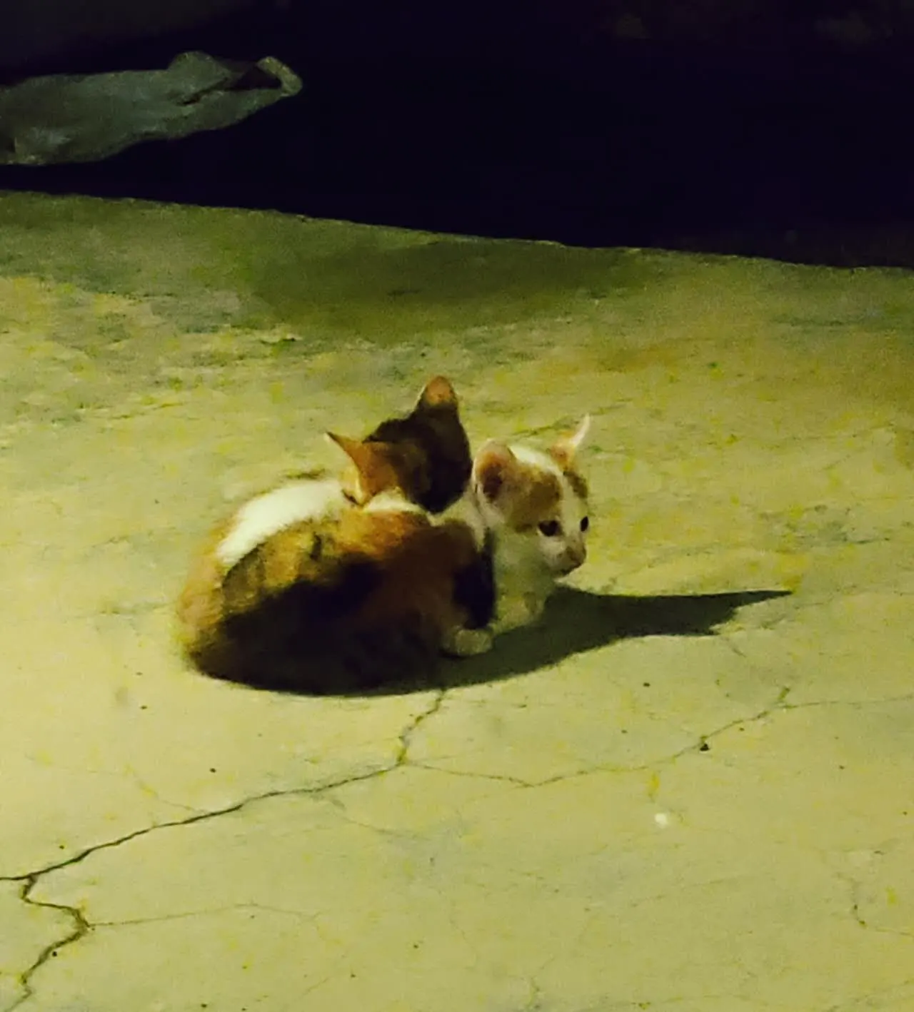 Cross and Robyne, two adorable fur balls