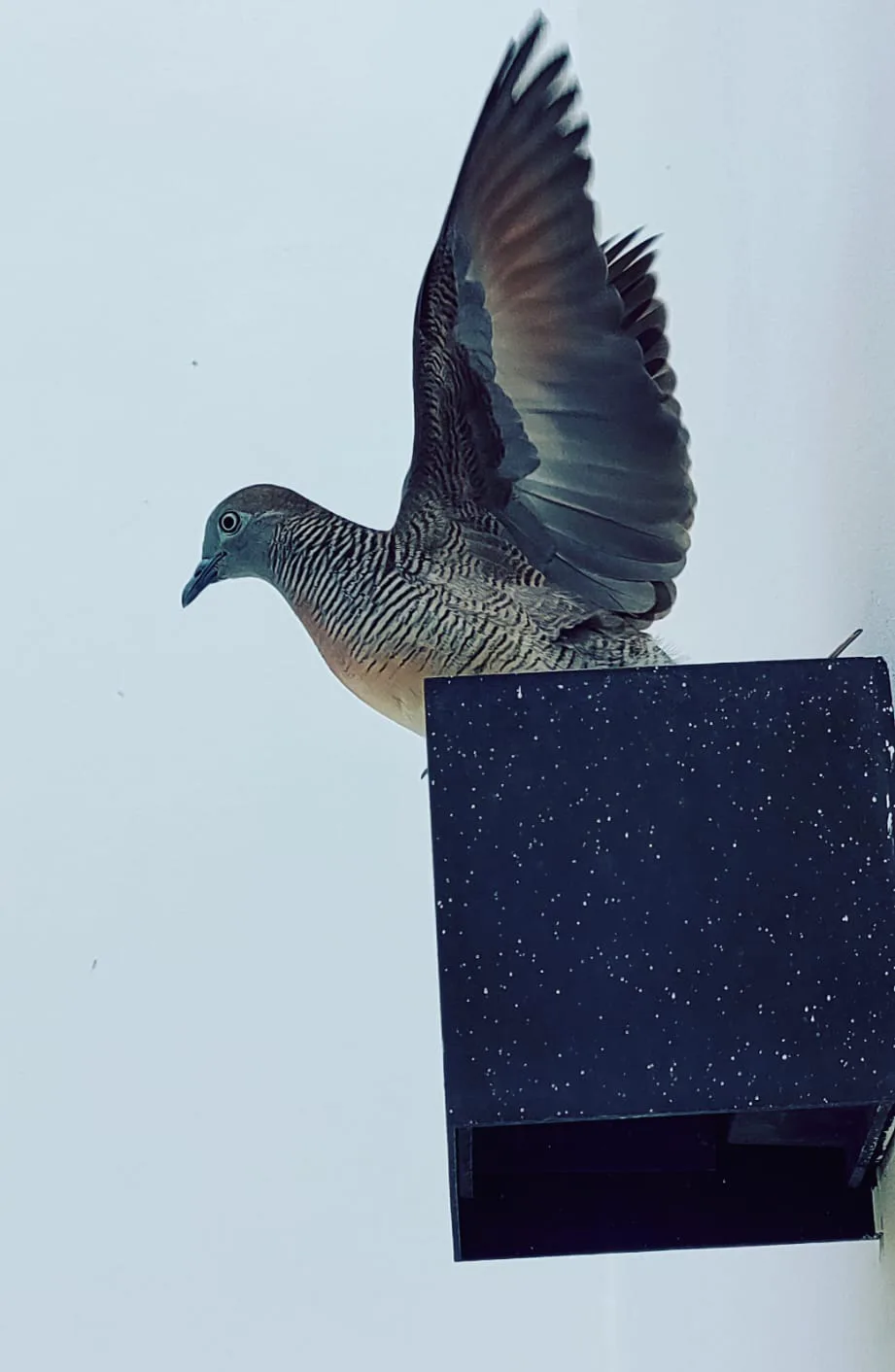 Zebra dove