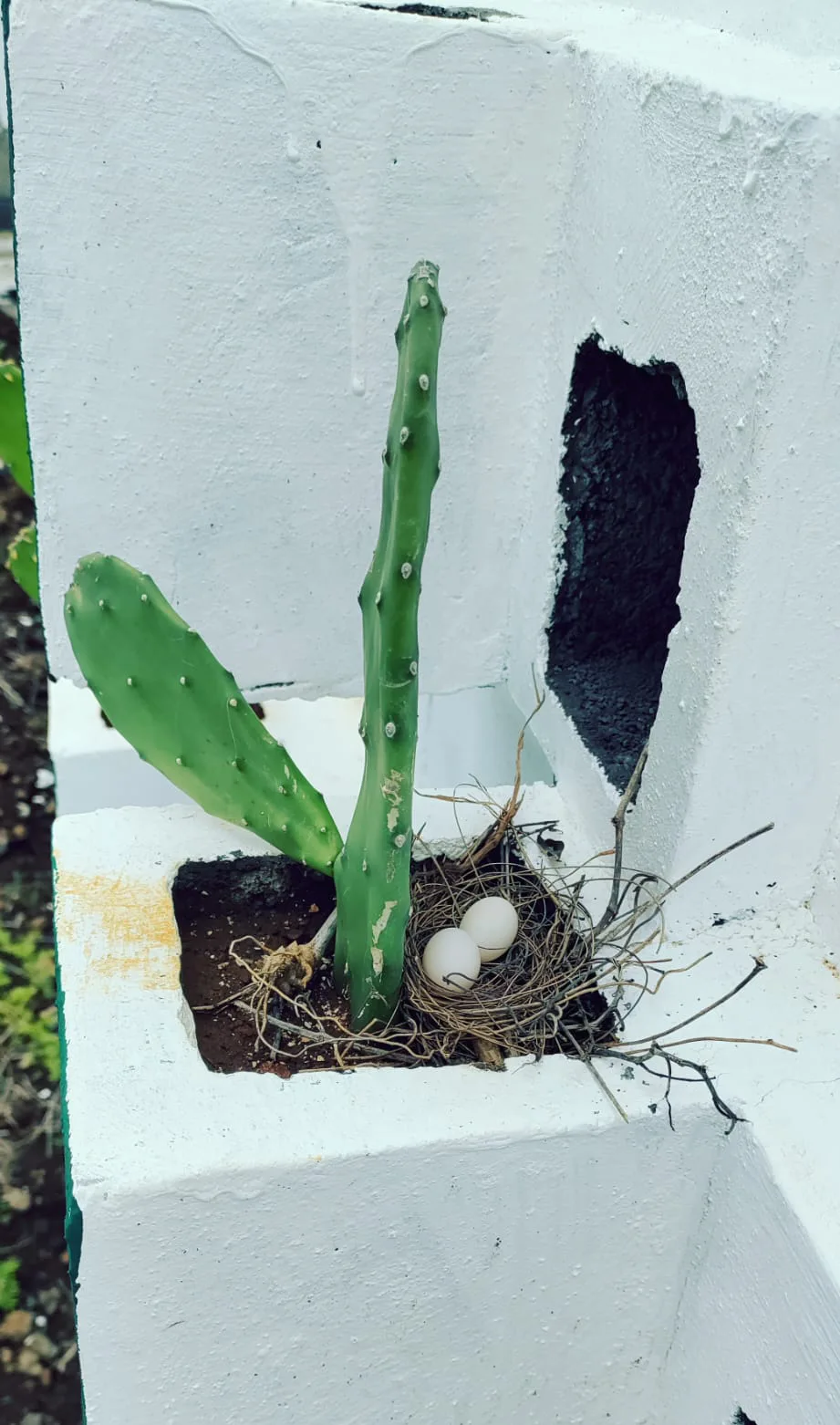 Zebra dove eggs