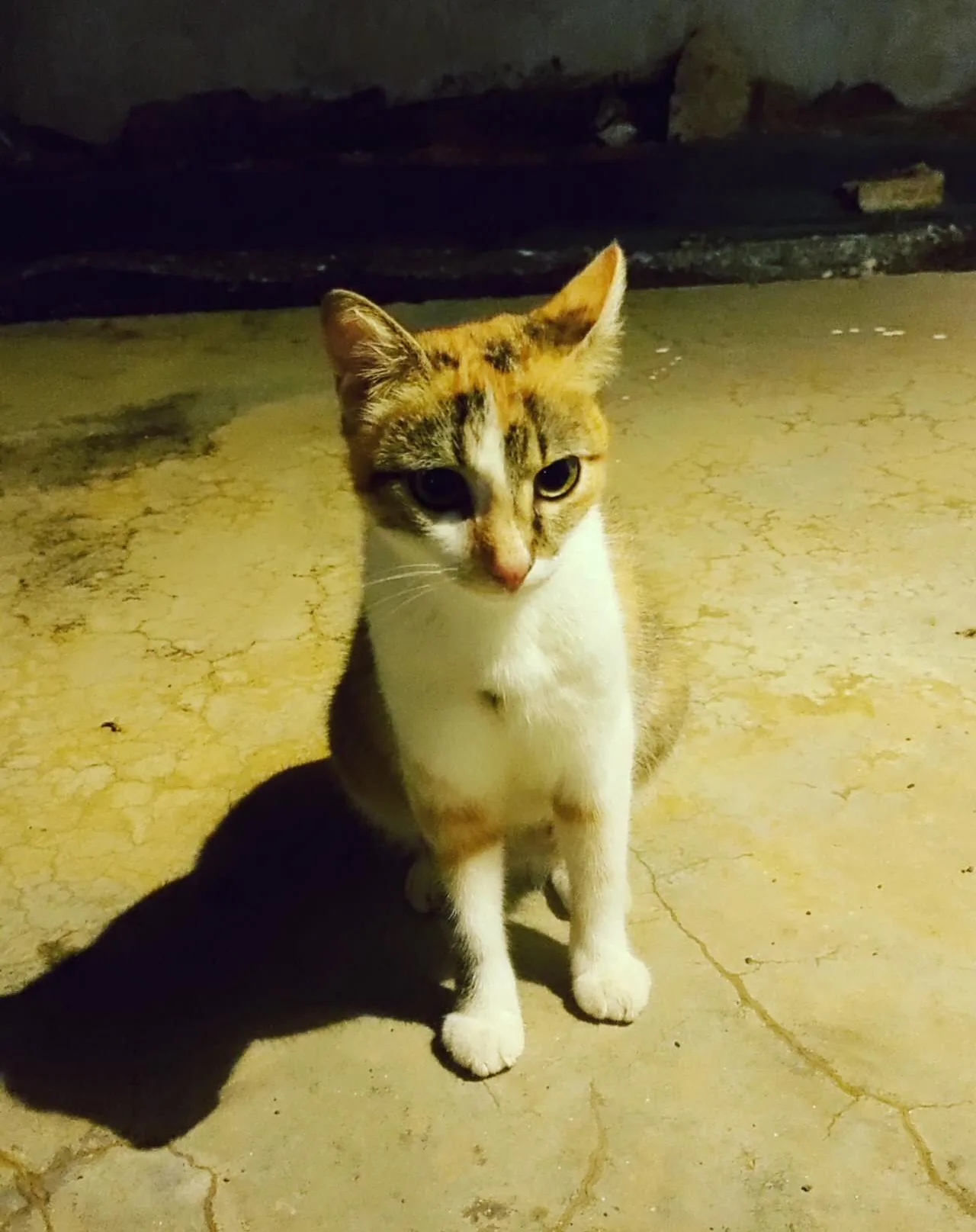 Ginger finally sit still for a second