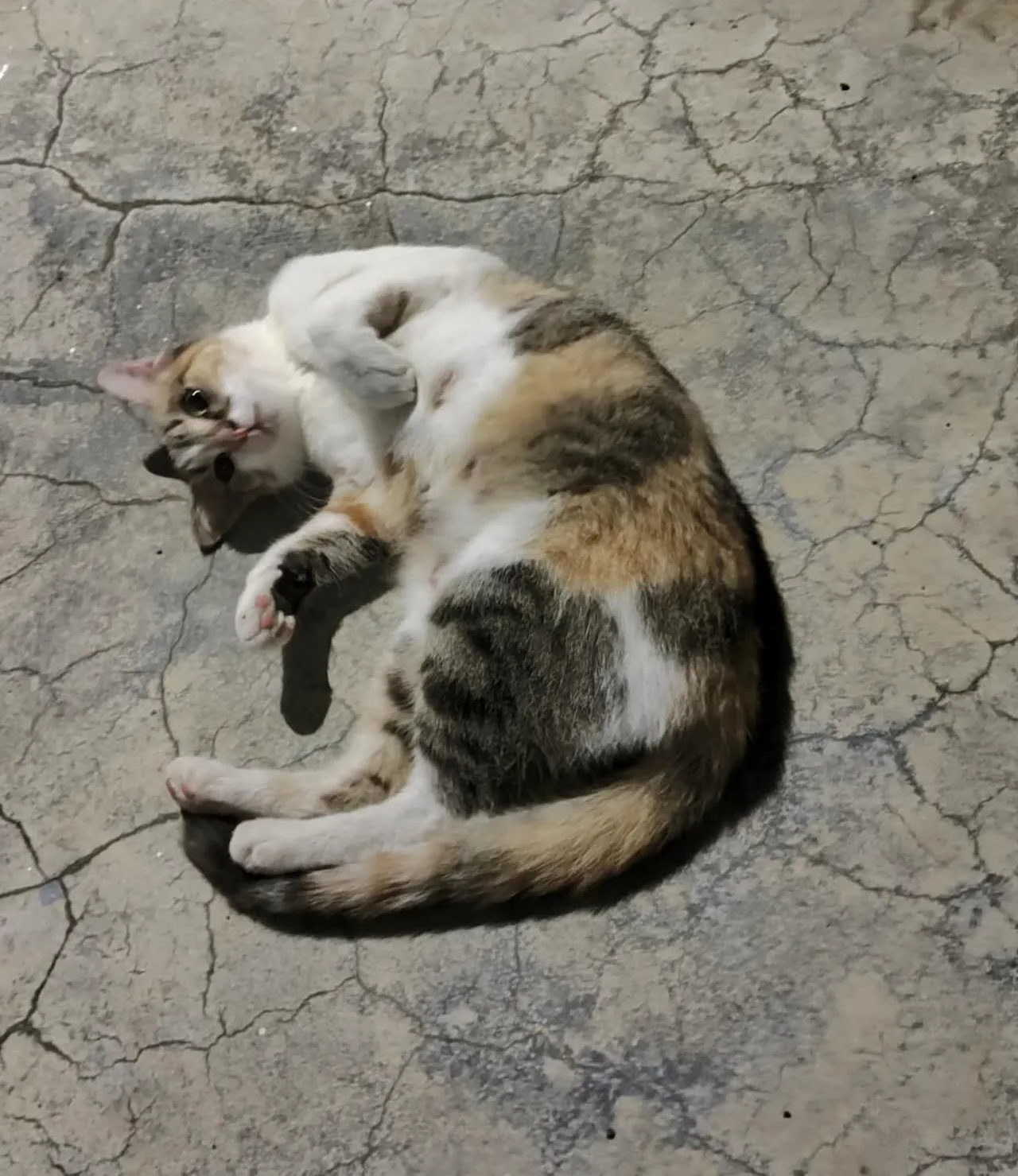 Ginger loves to play