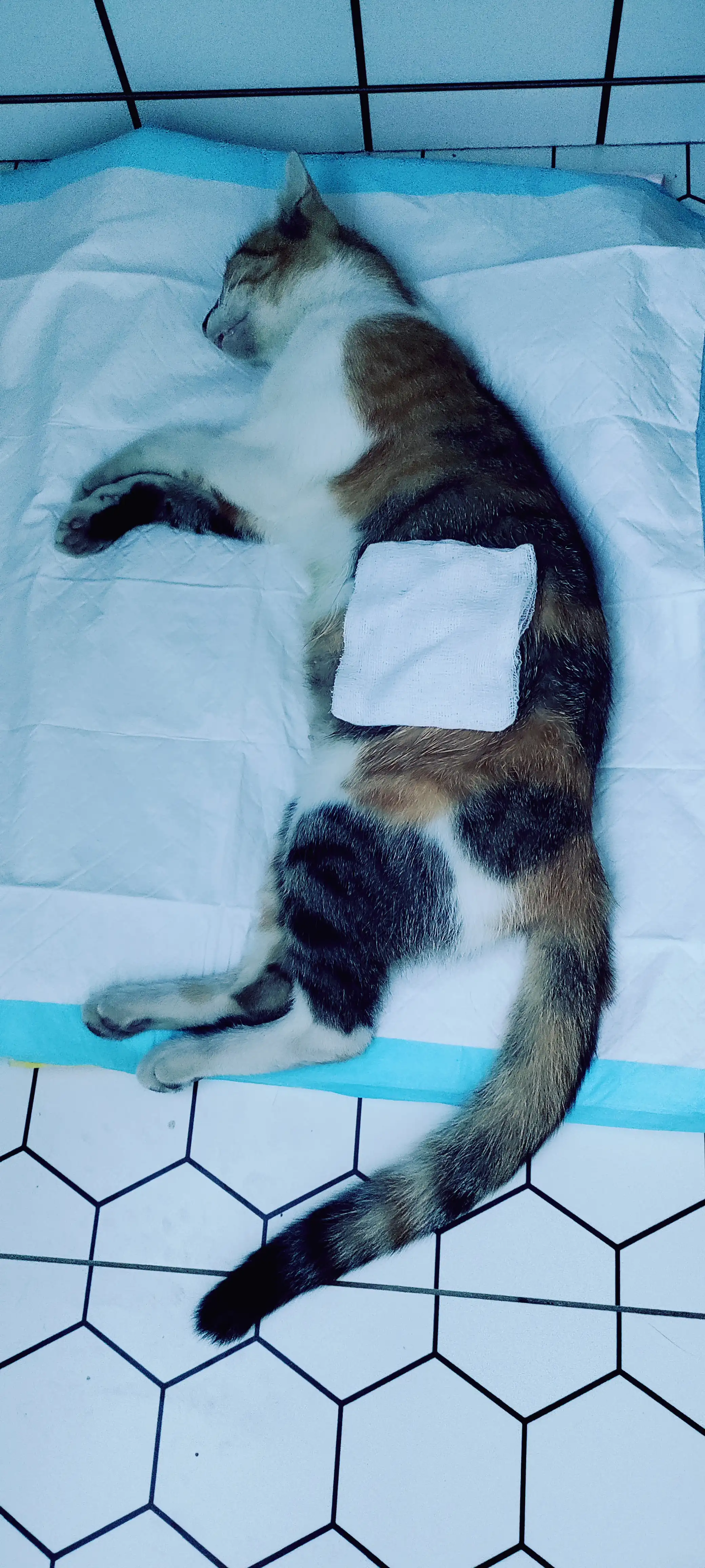 Ginger had her sterilization surgery