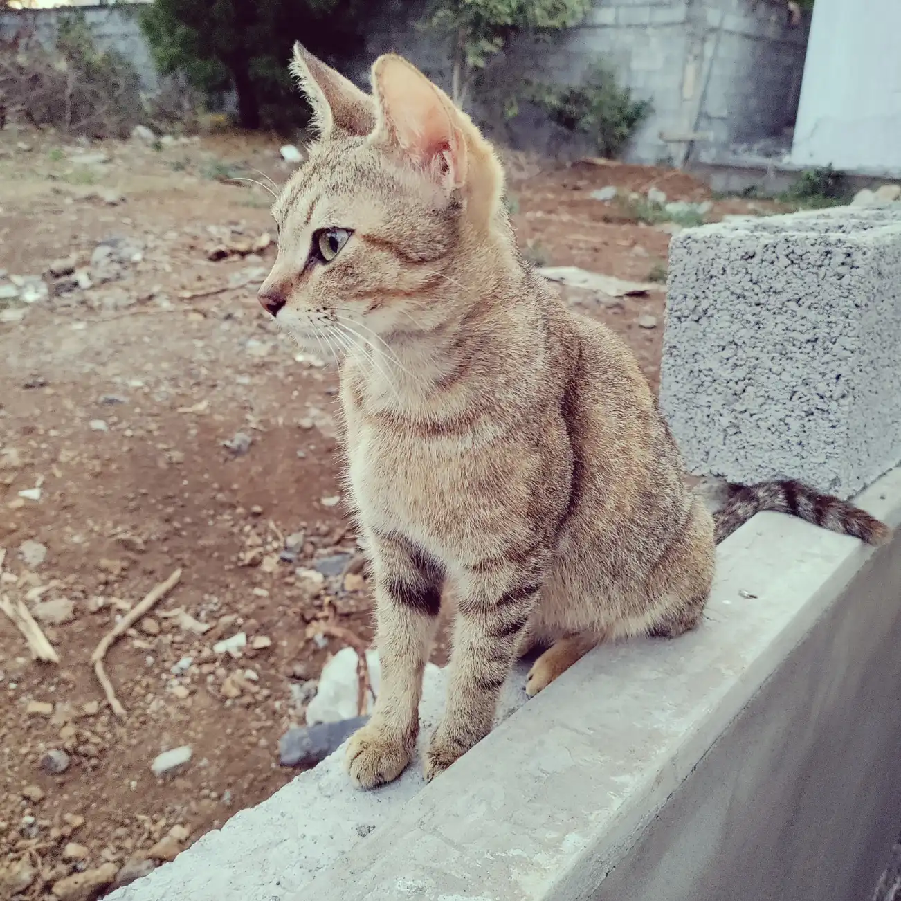 Maomao