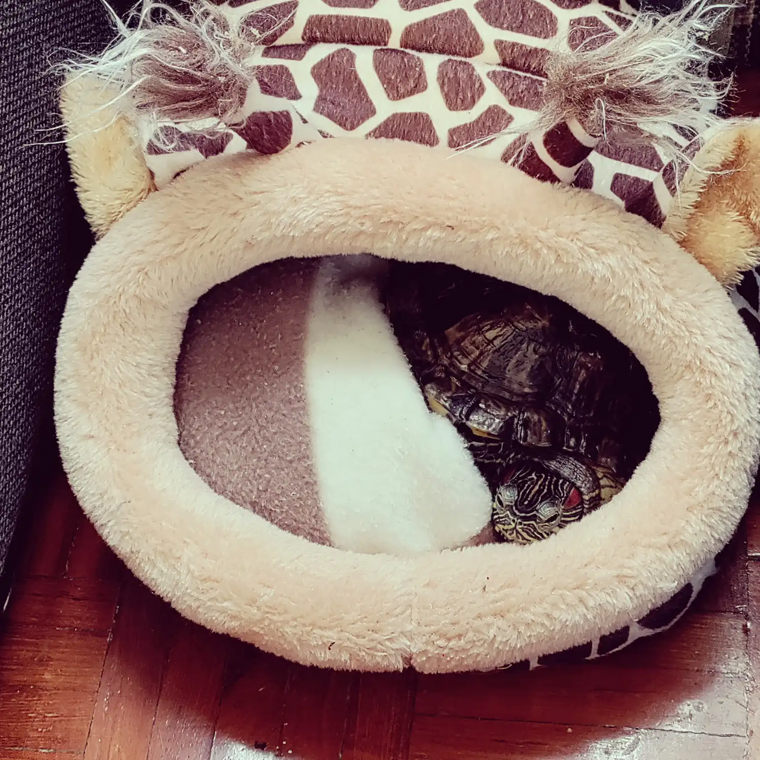 Turty